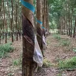 Bán đất cao su Phú Trung, Bình Phước 1.3 ha, giá 1 tỷ 9 - Ảnh thu nhỏ 2