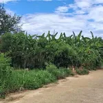Bán lô đất nông nghiệp 258m2 cách biển Gành Yến 100m, Quảng Ngãi, giá 239 triệu - Ảnh thu nhỏ 1