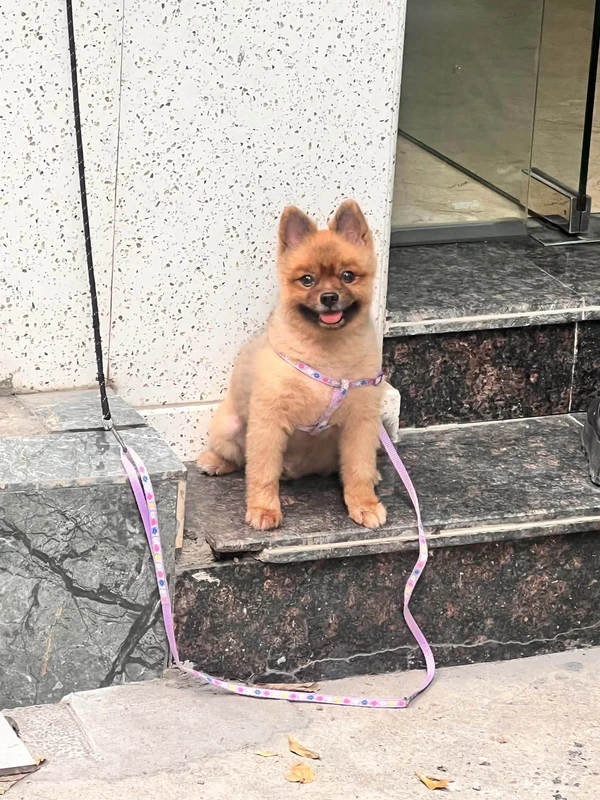 Bán nhà 4 tầng xây mới lô góc 45m2 phố Trần Nguyên Hãn, Vũ Chí Thắng, Hải Phòng