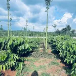 Bán 1,4 ha rẫy cà phê Đắk Lắk gần Hồ Ea Nhái - Ảnh thu nhỏ 1