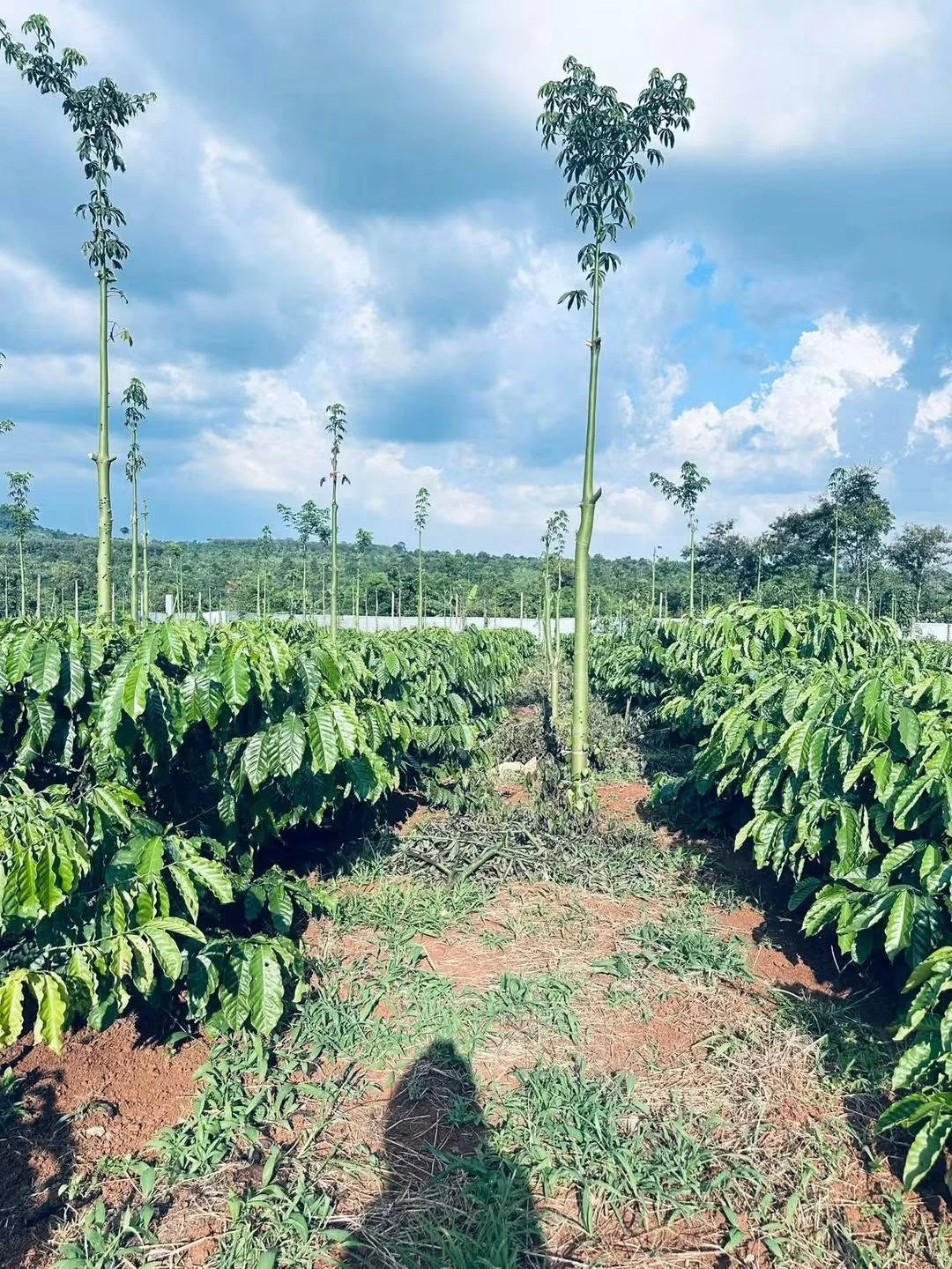 Bán 1,4 ha rẫy cà phê Đắk Lắk gần Hồ Ea Nhái - Ảnh 1