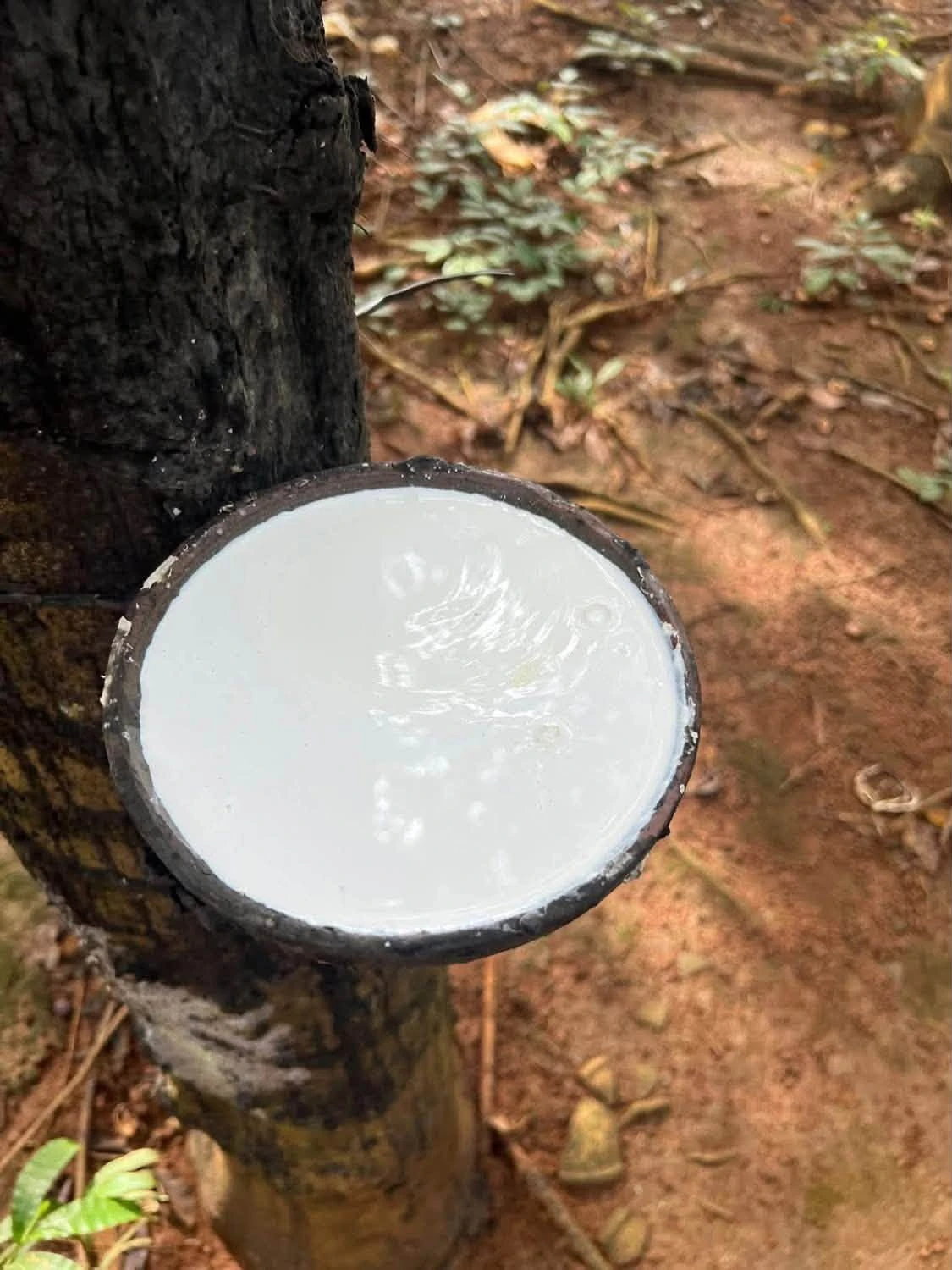 Bán đất cao su Phú Trung, Bình Phước 1.3 ha, giá 1 tỷ 9 - Ảnh 1