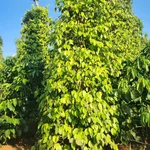 Bán đất Tuy Đức Lâm Đồng 1500m2 giá 2 tỷ 650 triệu - Ảnh thu nhỏ 2