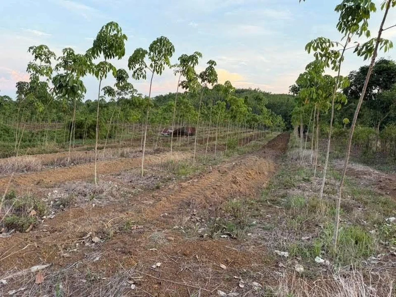 Bán đất 1 hectare Thanh An Hớn Quản 1 tỷ 250