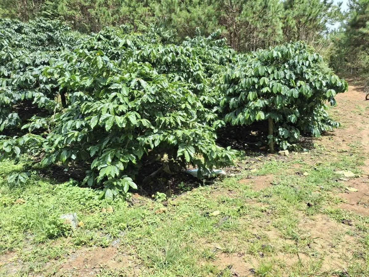 Bán 1,6ha đất trồng cà phê tại Di Linh, Lâm Đồng, giá 2,5 tỷ - Ảnh thu nhỏ 2
