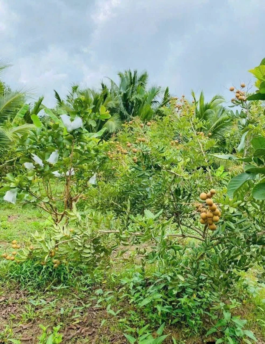 Bán nhà vườn Lộc Ninh Đồng Nai 1000m2, 200 triệu - Ảnh thu nhỏ 5