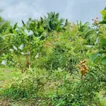 Bán nhà vườn Lộc Ninh Đồng Nai 1000m2, 200 triệu - Ảnh thu nhỏ 5