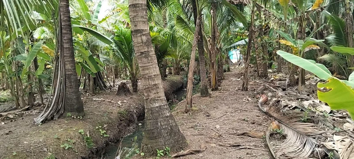Bán 1000m² đất Phường Phú Tân, Bến Tre, 750 triệu - Ảnh thu nhỏ 2