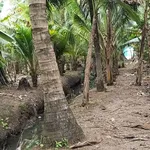 Bán 1000m² đất Phường Phú Tân, Bến Tre, 750 triệu - Ảnh thu nhỏ 2