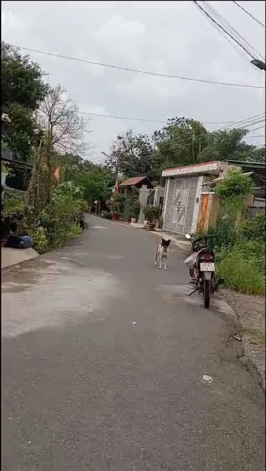 Bán lô đất 150m² đầu tư Phú An, Bình Dương 1 tỷ - Ảnh thu nhỏ 3