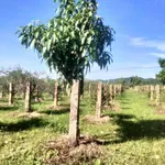 Bán 6.000m² đất Thuận Hòa Hàm Thuận Bắc 1,1 tỷ - Ảnh thu nhỏ 2