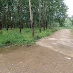 Bán rẫy cao su điều 3.7ha Phú Riềng 4 tỷ - Ảnh thu nhỏ 3