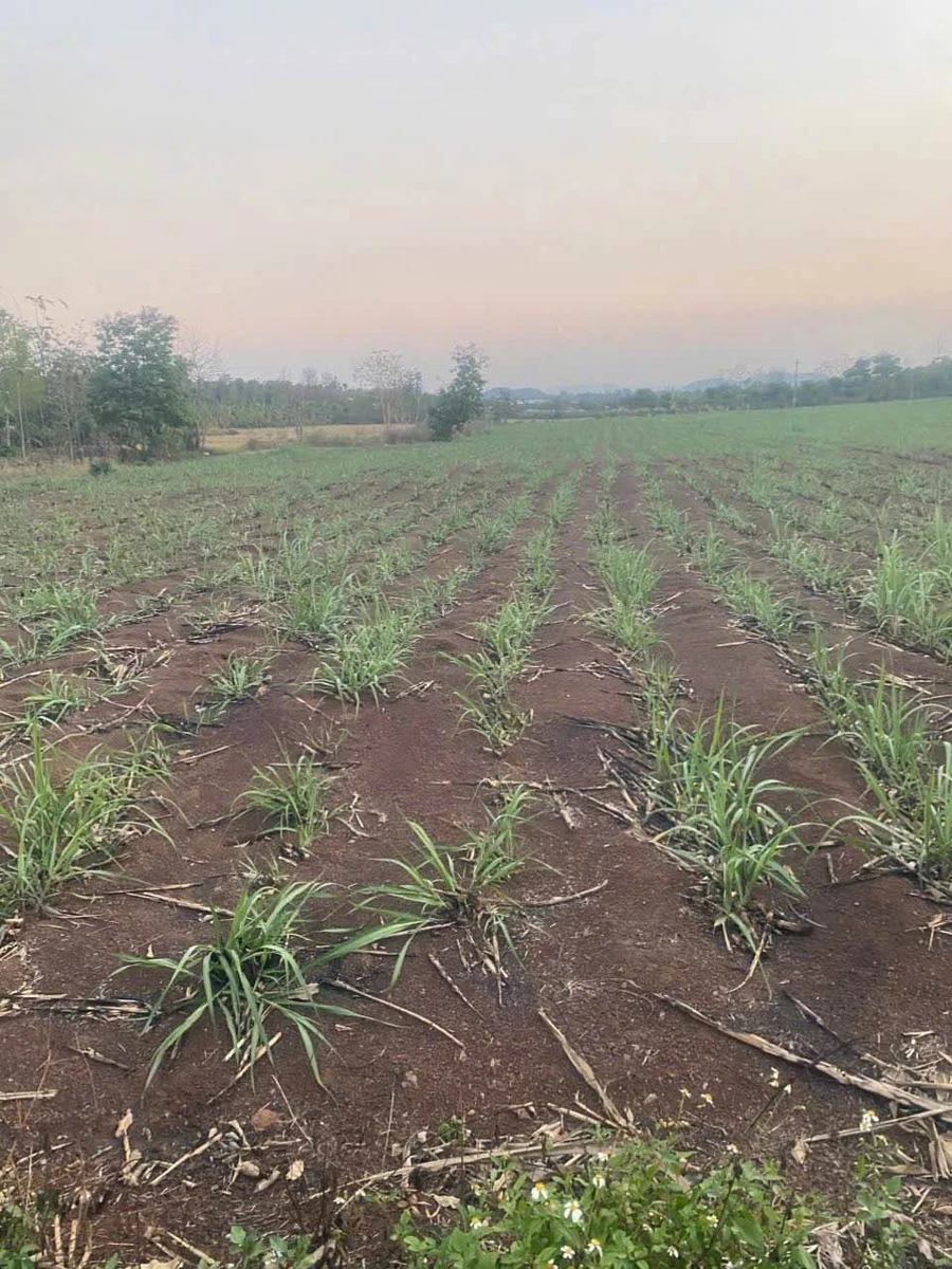 Bán đất rẫy Hòa Xuân 2.1 ha mặt tiền 80m - Ảnh thu nhỏ 2
