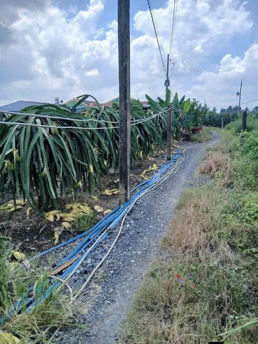 Bán 2 công đất lúa Ấp Bình Ân, Hiệp Thạnh, Long An - Ảnh thu nhỏ 2