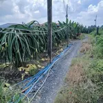 Bán 2 công đất lúa Ấp Bình Ân, Hiệp Thạnh, Long An - Ảnh thu nhỏ 2