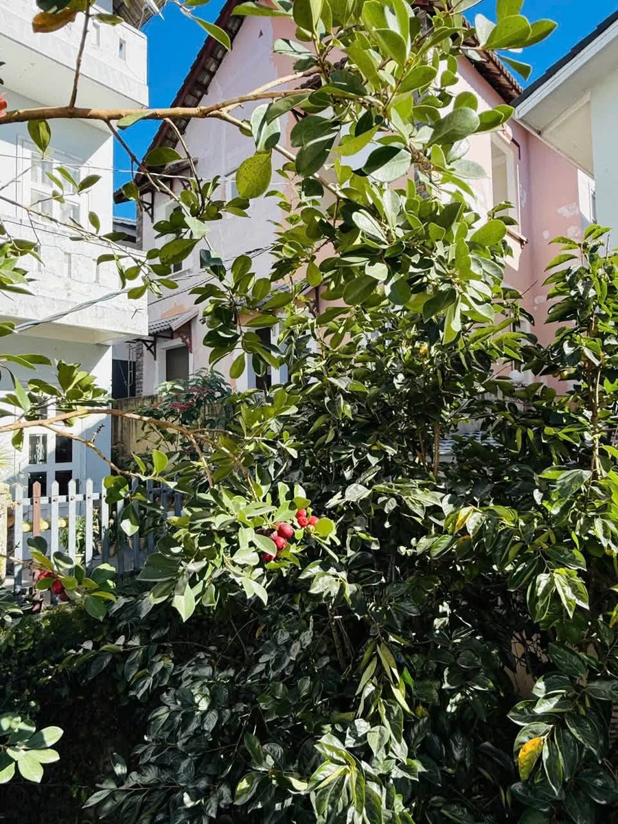 Cho thuê villa Bảo Đại Đà Lạt, 4PN, 400m2, 40tr/tháng - Ảnh thu nhỏ 3