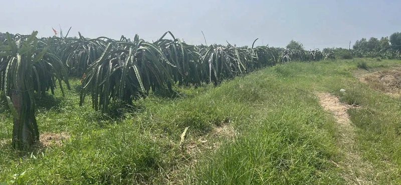 Bán đất 1800m2 Kênh N29 Hàm Liêm, Bình Thuận 600 triệu