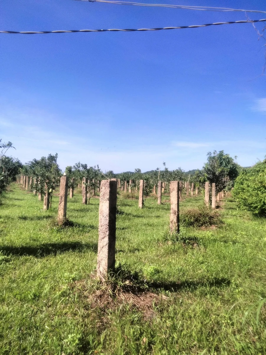 Bán lô đất CLN 6000m² Hàm Thuận Bắc, giá 1.6 tỷ - Ảnh thu nhỏ 3