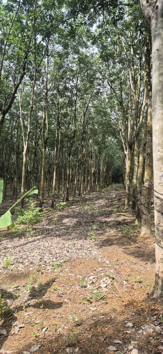 Bán đất cao su gần 2,07 ha Cần Giờ 4,7 tỷ - Ảnh thu nhỏ 5
