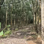 Bán đất cao su gần 2,07 ha Cần Giờ 4,7 tỷ - Ảnh thu nhỏ 5
