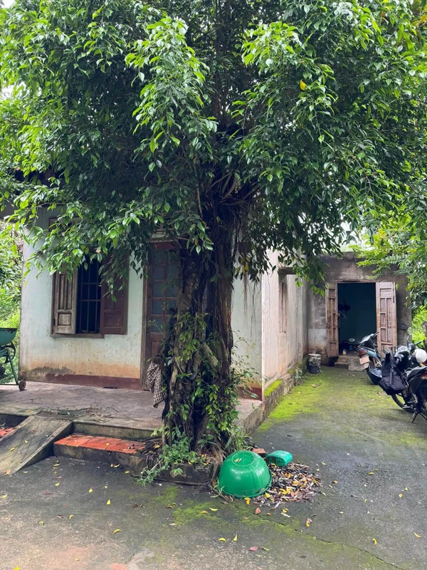 Bán nhà vườn cao su 1.49ha Bù Đốp Bình Phước