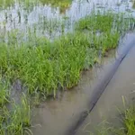 Bán đất lúa 2000 m² tại Tân Trụ, Long An - Ảnh thu nhỏ 2