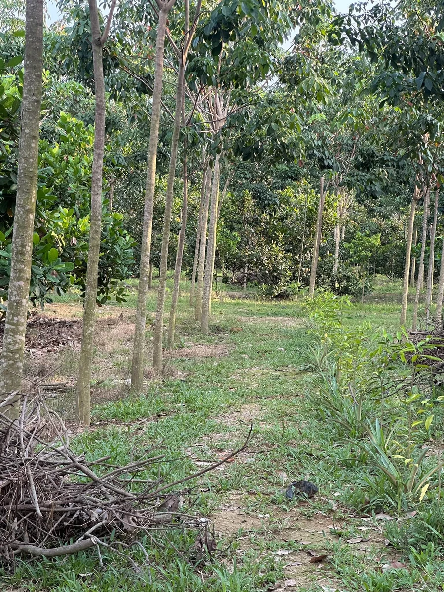 Bán 6 hecta đất cao su, điều ghép, cà phê Phú Riêng Bình Dương - Ảnh 1