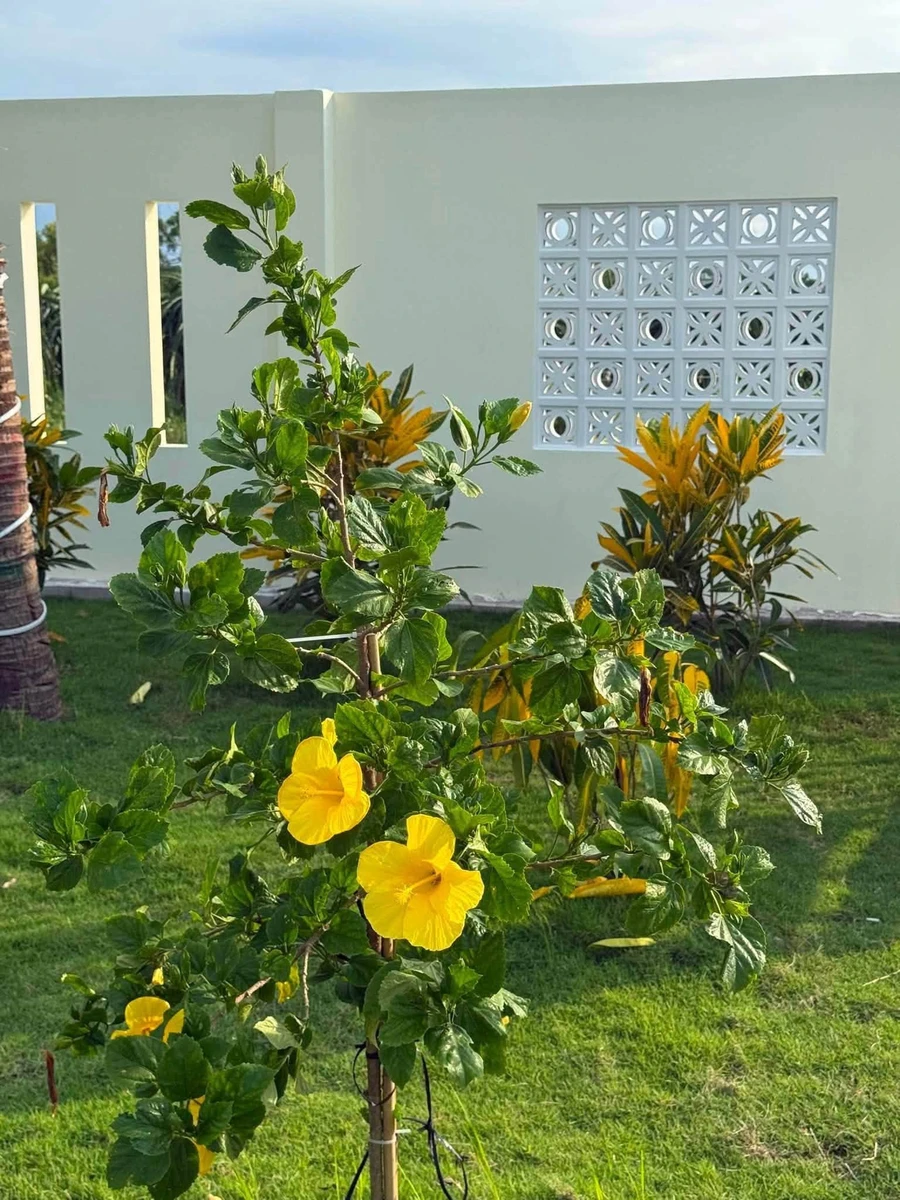 Bán villa vườn nghỉ dưỡng 1600m² 1 tỷ 850 triệu Phan Thiết - Ảnh thu nhỏ 2