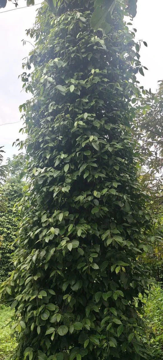 Bán đất 2ha Đắk Nông Thôn 3 Đắk Hà 4,5 tỷ - Ảnh thu nhỏ 2