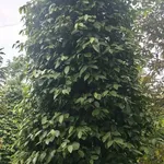 Bán đất 2ha Đắk Nông Thôn 3 Đắk Hà 4,5 tỷ - Ảnh thu nhỏ 2
