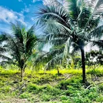 Bán lô đất vườn 1.400m² mặt tiền Tỉnh lộ 2, Khánh Hoà - Ảnh thu nhỏ 3
