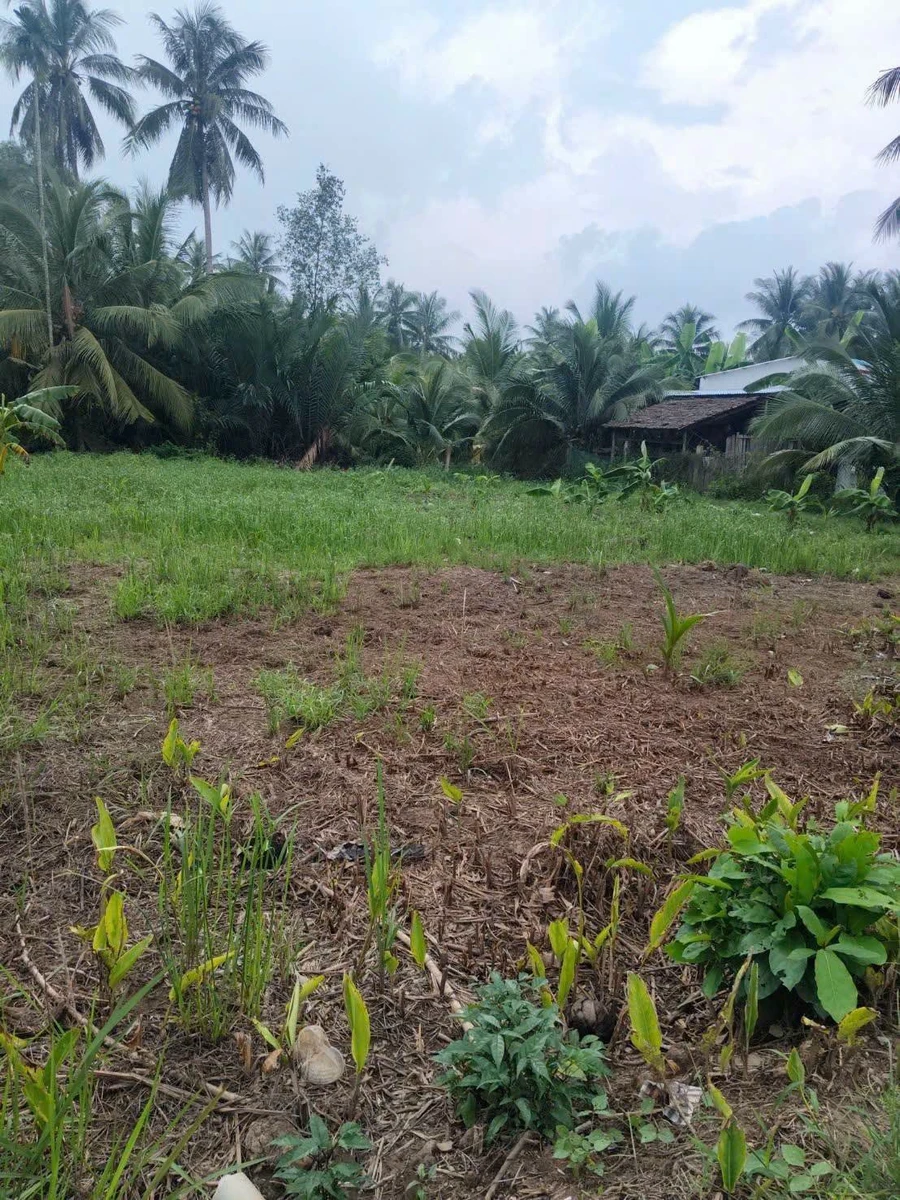 Bán đất 1000m² Tân Thành, Bến Tre, 1 tỷ - Ảnh thu nhỏ 3