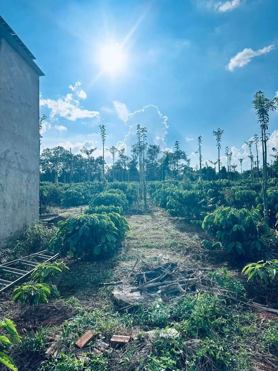 Bán 1,4 ha rẫy cà phê Đắk Lắk gần Hồ Ea Nhái - Ảnh thu nhỏ 2