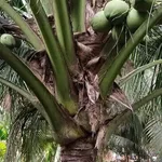 Bán đất nền mặt tiền Phước Thạnh 1 công - Ảnh thu nhỏ 5