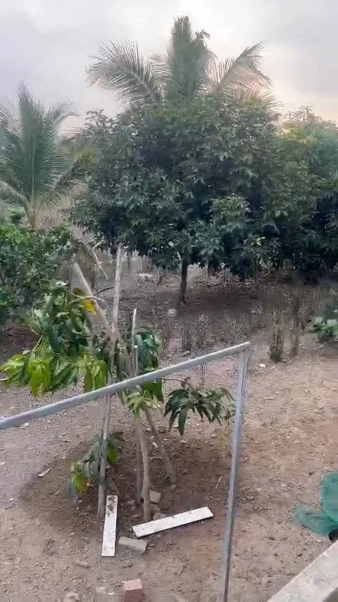Bán nhà 2 phòng ngủ 1000m² Phường Đồng Xoài, 2 tỷ - Ảnh thu nhỏ 4