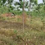 Bán 3ha đất cao su Bù Gia Mập, Bình Phước - Ảnh thu nhỏ 3