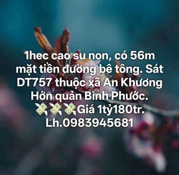 Bán đất cao su 1 hectare mặt tiền 56m Bình Phước