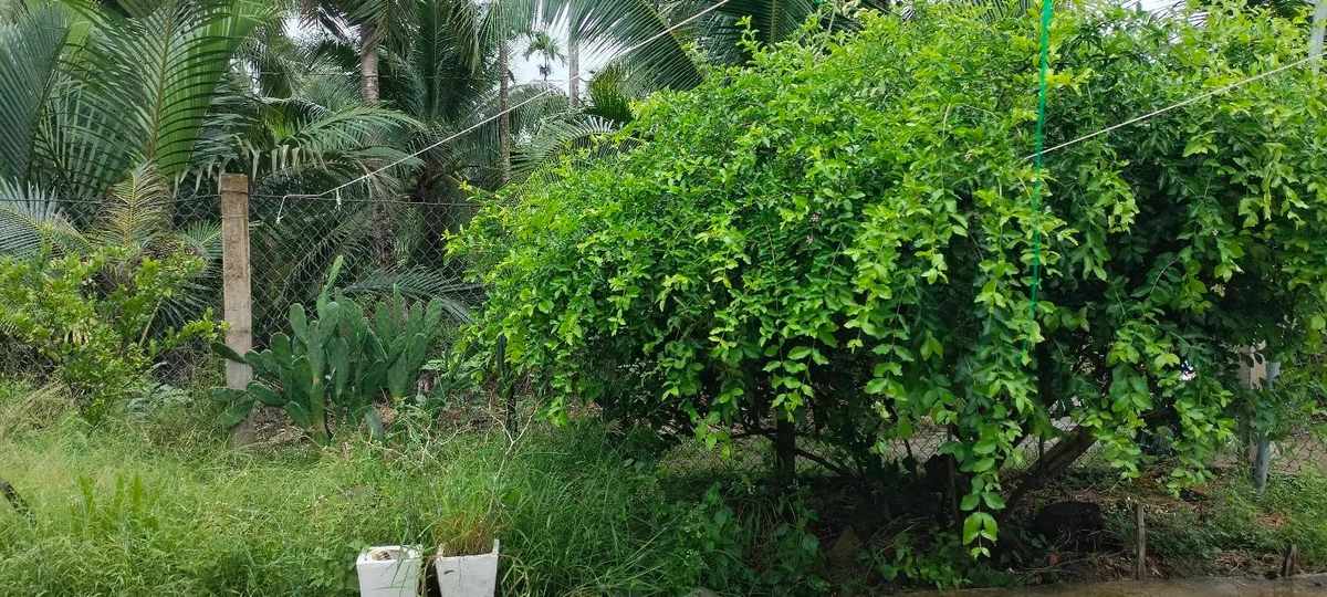 Bán nhà đất 755m² Châu Hòa Nhà Bè giá 550 triệu - Ảnh thu nhỏ 5