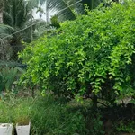 Bán nhà đất 755m² Châu Hòa Nhà Bè giá 550 triệu - Ảnh thu nhỏ 5