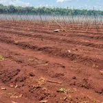 Bán đất Đồng Xoài, Bình Dương, giá 320 triệu/sào - Ảnh thu nhỏ 2