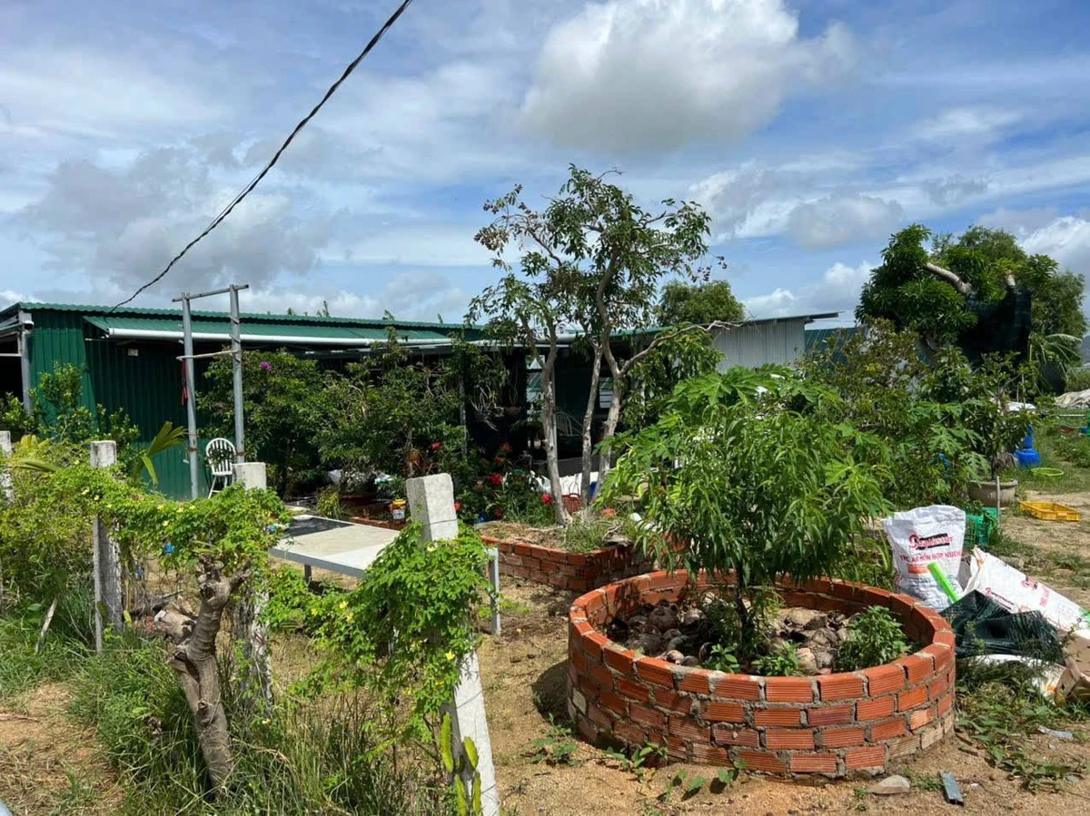 Bán đất nông nghiệp mặt tiền Phan Đăng Lưu Ninh Thuận 1.900m² - Ảnh thu nhỏ 2