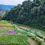 Bán đất vườn trái cây 400m2 mặt tiền Đạ Tẻh Lâm Đồng - Ảnh thu nhỏ 5