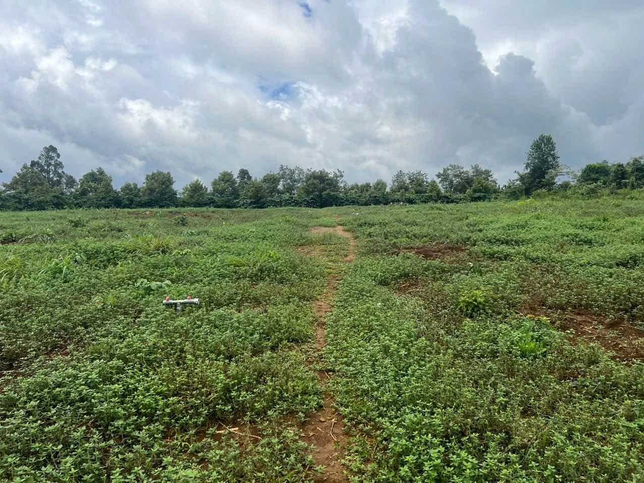 Bán đất vườn 1,8 ha trồng cà phê Đắk Nông - Ảnh 1