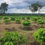 Bán rẫy 3.1 ha sau Bệnh viện Buôn Đôn, hạ tầng hoàn thiện - Ảnh thu nhỏ 1