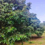 Bán 2,3 ha đất sầu riêng mặt tiền Quốc Lộ 29, Đắk Lắk - Ảnh thu nhỏ 3