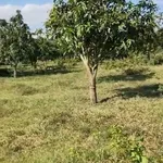 Bán vườn xoài 4 hecta Bắc Bình, Bình Thuận - Ảnh thu nhỏ 5