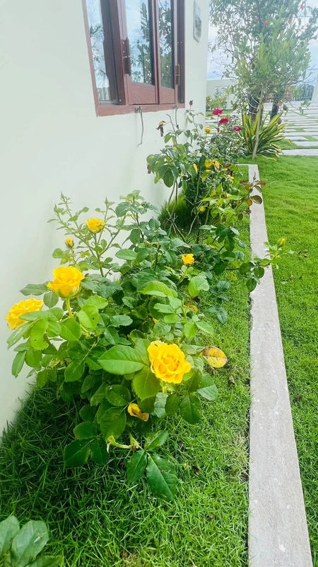 Bán vườn 1.600m² Hàm Chính, Bình Thuận 1 tỷ 790