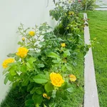 Bán vườn 1.600m² Hàm Chính, Bình Thuận 1 tỷ 790 - Ảnh thu nhỏ 1