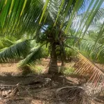 Bán đất vườn 3,4 hectare mặt tiền Vĩnh Long - Ảnh thu nhỏ 2