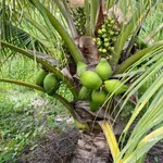 Bán đất vườn 1,2 mẫu (7,6 sào) 1 tỷ 4 Bình Chánh - Ảnh thu nhỏ 2